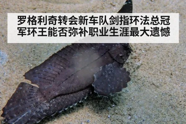 罗格利奇转会新车队剑指环法总冠军环王能否弥补职业生涯最大遗憾